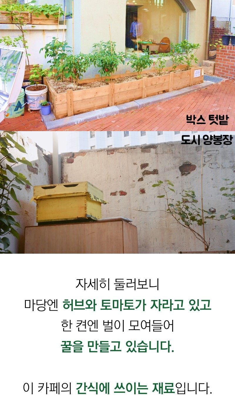 자세히 둘러보니
마당엔 허브와 토마토가 자라고 있고
한 켠엔 벌이 모여들어
꿀을 만들고 있습니다.
이 카페의 간식에 쓰이는 재료입니다.