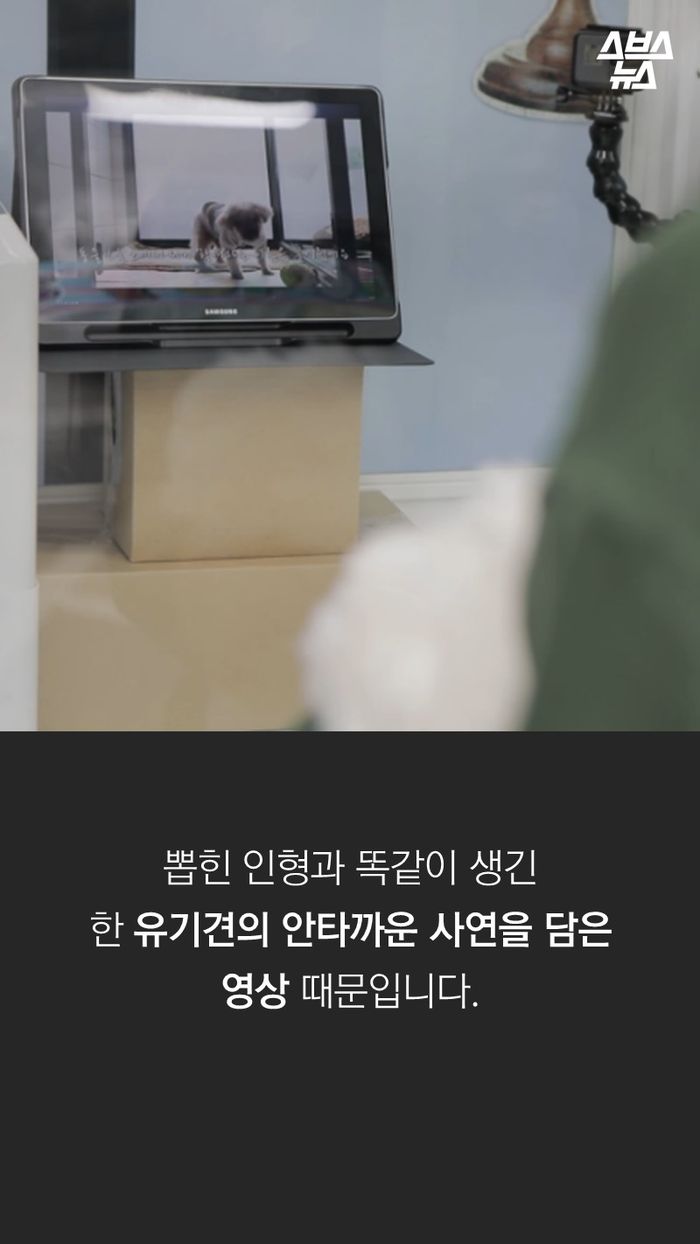 뽑힌 인형과 똑같이 생긴
한 유기견의 안타까운 사연을 담은 영상 때문입니다.