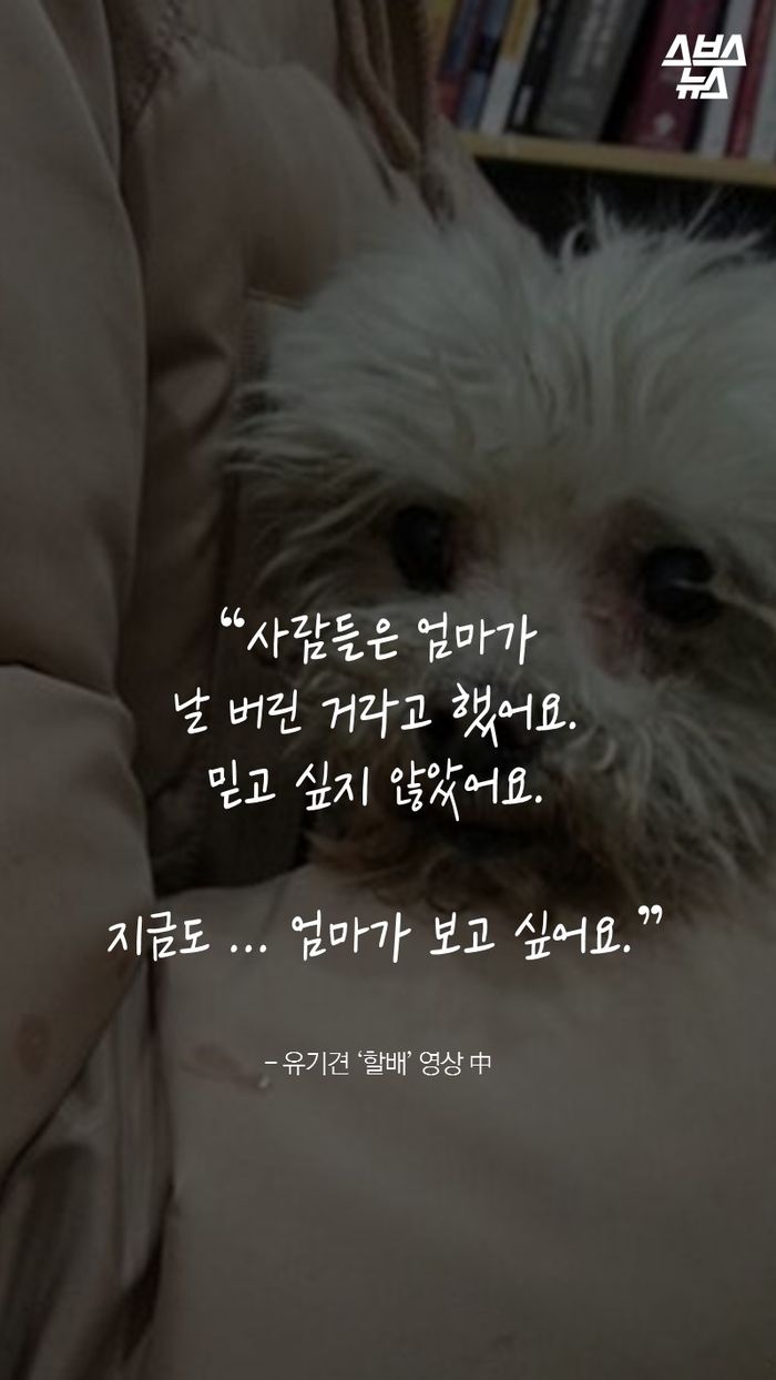 “사람들은 엄마가
날 버린 거라고 했어요.
믿고 싶지 않았어요.
지금도 ... 엄마가 보고 싶어요.”
- 유기견 ‘할배’ 영상 中