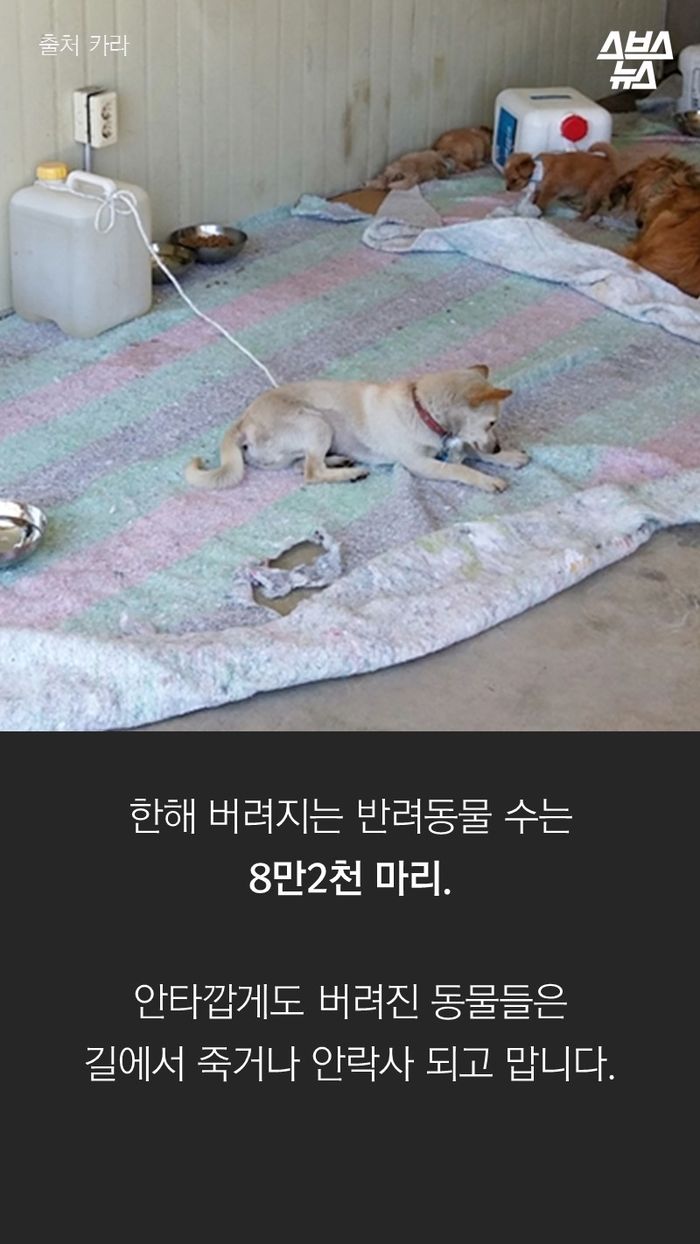 한해 버려지는 반려동물 수는
8만2천 마리.
안타깝게도 버려진 동물들은
길에서 죽거나 안락사 되고 맙니다.