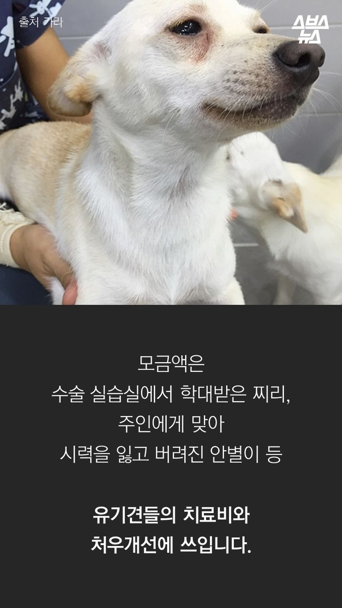 모금액은
수술 실습실에서 학대받은 찌리,
주인에게 맞아
시력을 잃고 버려진 안별이 등
유기견들의 치료비와
처우개선에 쓰입니다.
