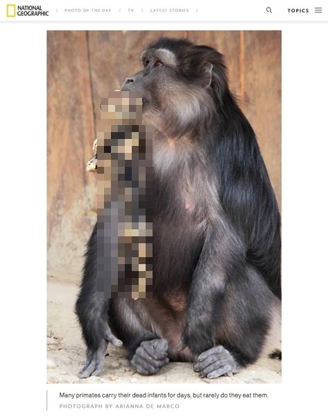 어미 원숭이가 미이라가 된 새끼를 먹을 수밖에 없었던 '슬픈' 이유