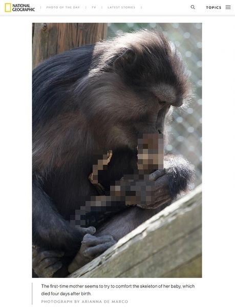 어미 원숭이가 미이라가 된 새끼를 먹을 수밖에 없었던 '슬픈' 이유