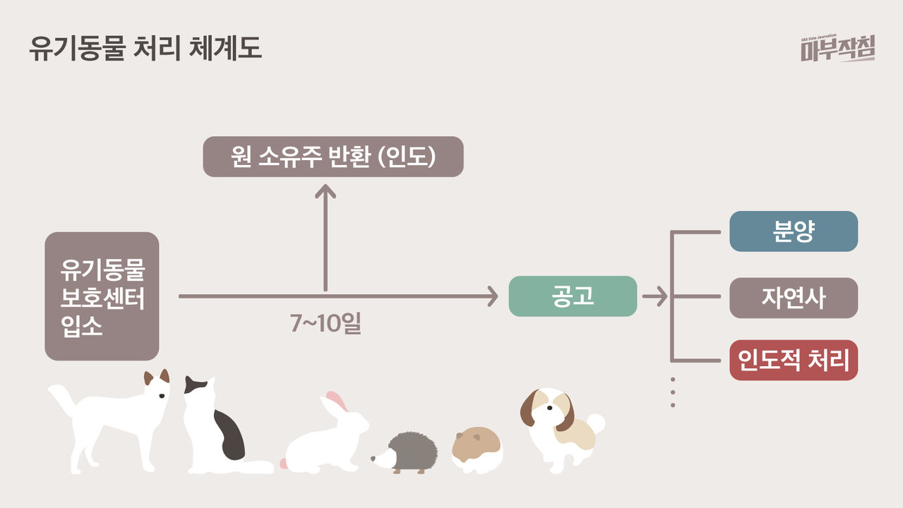 [마부작침] 유기동물 그래프_유기동물 처리 체계도