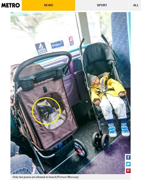 고양이 때문에 아이 유모차 접은 여성 항의