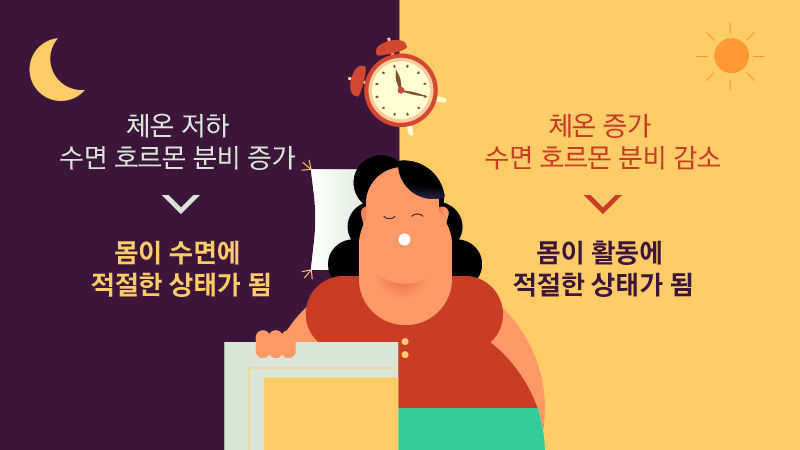 *그래픽
<우리 몸에 생체시계가 있다?>
(밤) 체온 저하 / 수면 호르몬 분비 증가 -> 몸이 수면에 적절한 상태가 됨
(낮) 체온 증가 / 수면 호르몬 분비 감소 -> 몸이 활동에 적절한 상태가 됨 //