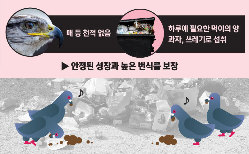 *그래픽
매 등 천적 없음&시민들이 던져주는 과자, 쓰레기로 하루에 필요한 먹이의 양(20~50g) 채우는 비둘기들
-> 안정된 성장과 높은 번식률 보장 //