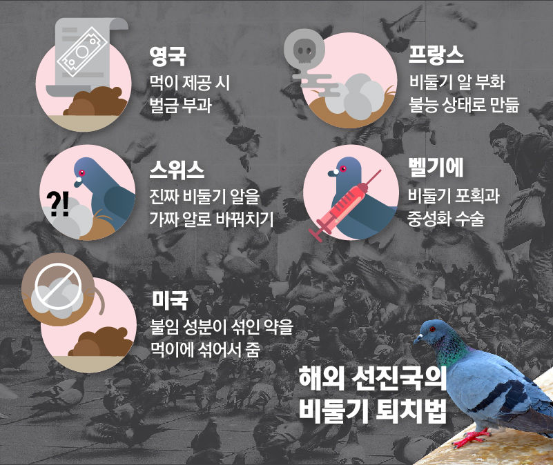 *그래픽
<해외 선진국의 비둘기 퇴치법>
영국: 먹이 제공 시 벌금 부과
프랑스: 비둘기 알 부화 불능 상태로 만듦
스위스: 진짜 비둘기 알을 가짜 알로 바꿔치기
벨기에: 비둘기 포획과 중성화 수술
미국: 불임 성분이 섞인 약을 먹이에 섞어줌 //