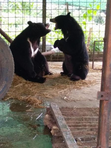 '상피병'으로 고통받던 곰 무사히 수술받아