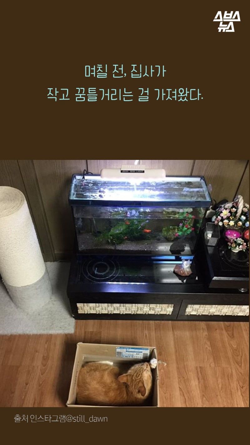 며칠 전,
     집사가 작고 꿈틀거리는 걸 가져왔다.
