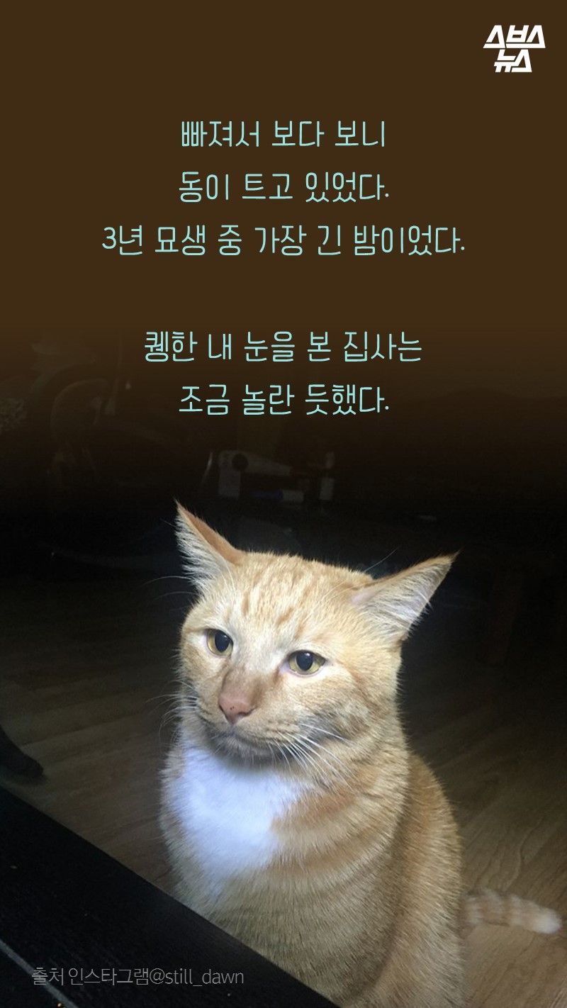 빠져서 보다 보니 동이 트고 있었다.
     3년 묘생 중 가장 긴 밤이었다.

     퀭한 내 눈을 본 집사는
     조금 놀란 듯했다.