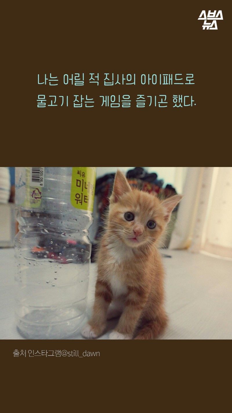 나는 어릴 적 집사의 아이패드로 
     물고기 잡는 게임을 즐기곤 했다.