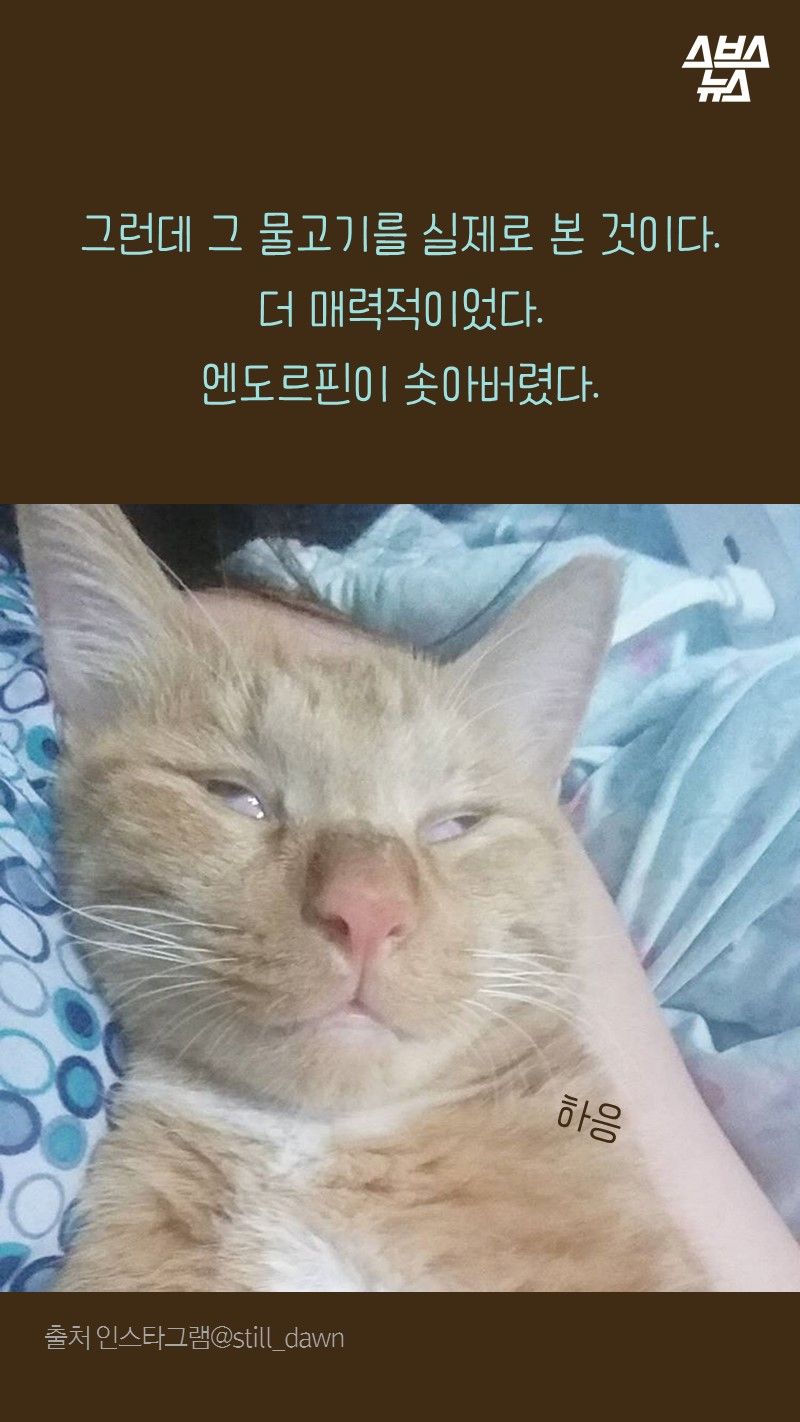 그런데 그 물고기를 실제로 본 것이다.
     더 매력적이었다.
     엔도르핀이 솟아버렸다.
