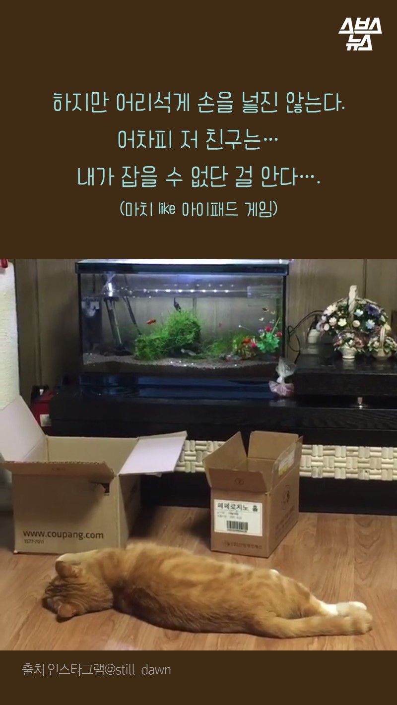 하지만 어리석게 손을 넣진 않는다.
      어차피 저 친구는...내가 잡을 수 없단 걸 안다...
      (마치 like 아이패드 게임)