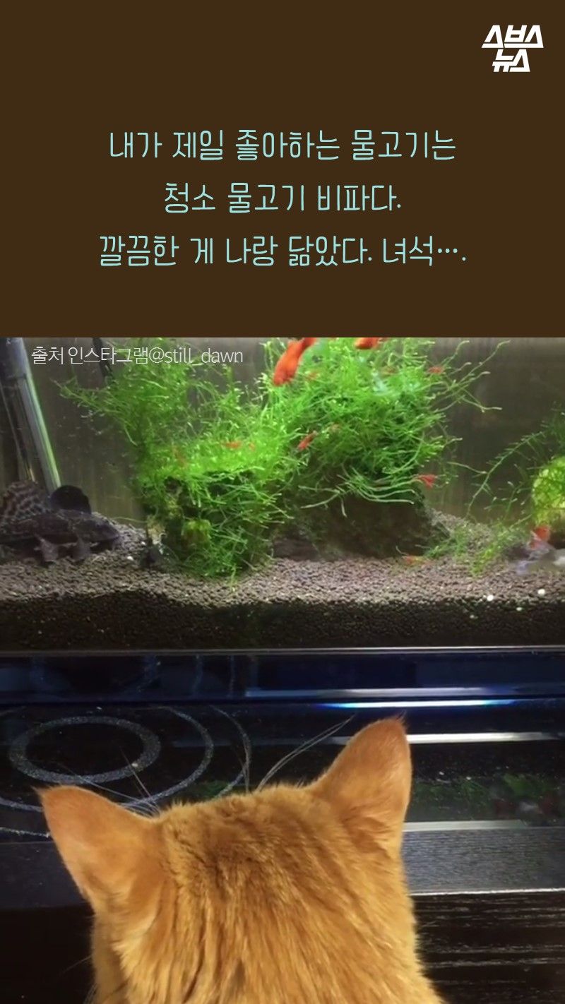 내가 제일 좋아하는 물고기는
      청소 물고기 비파다.
      깔끔한 게 나랑 닮았다. 녀석...(피식)
