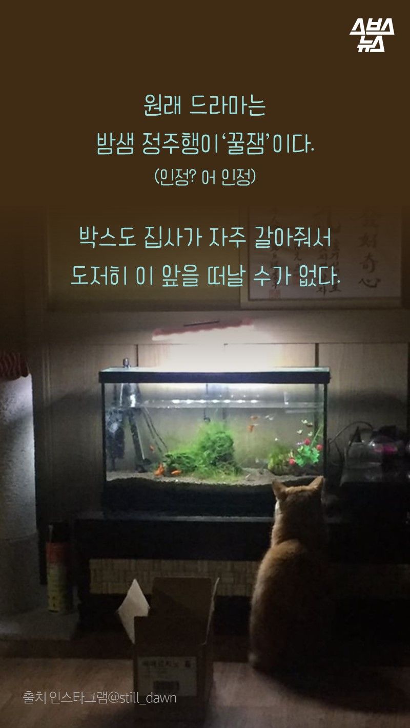 원래 드라마는
       밤샘 정주행이 '꿀잼'이다. (인정? 어 인정)
   
       박스도 집사가 자주 갈아줘서
       도저히 이 앞을 떠날 수가 없다.