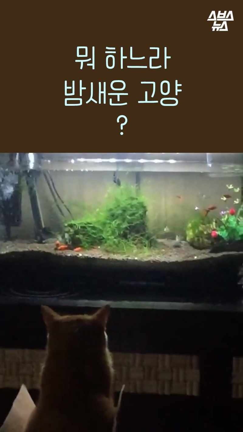 뭐 하느라 밤새운 고양?