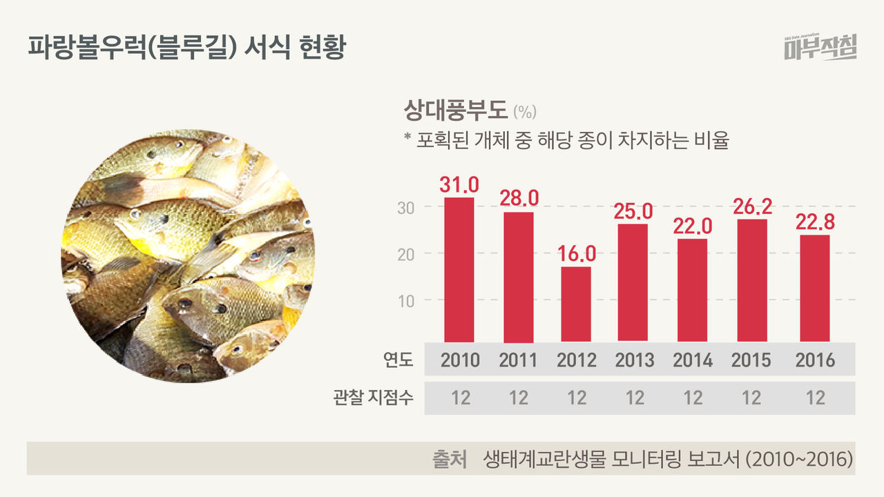 [마부작침] 파랑볼우럭 블루길 서식 현황