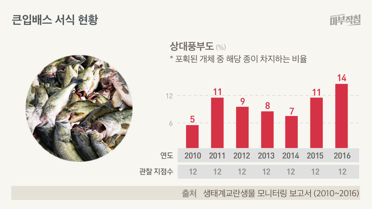 [마부작침] 큰입배스 서식 현황
