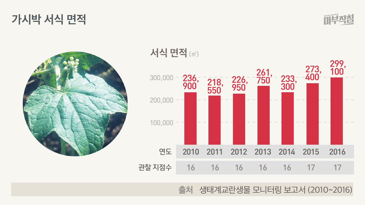 [마부작침] 가시박 서식 면적