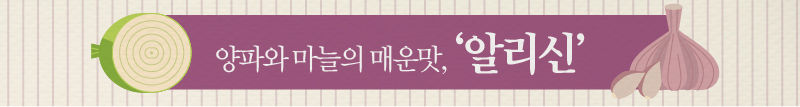 (배너 그래픽) 양파와 마늘의 매운맛, '알리신'