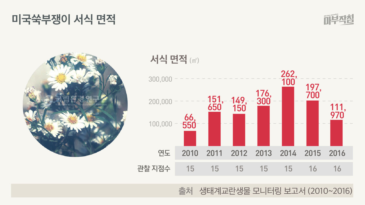 [마부작침] 미국쑥부쟁이 면적
