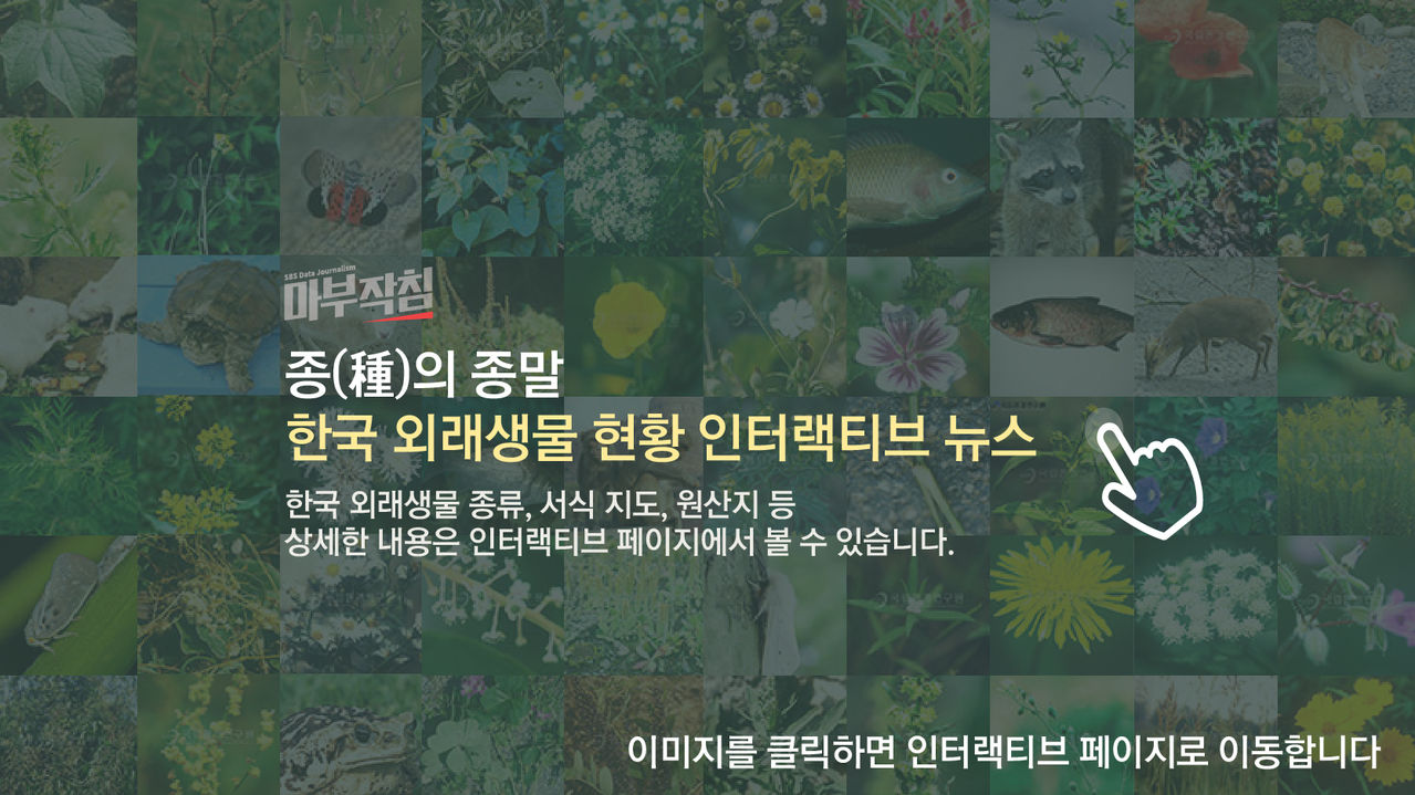 [마부작침] 외래종