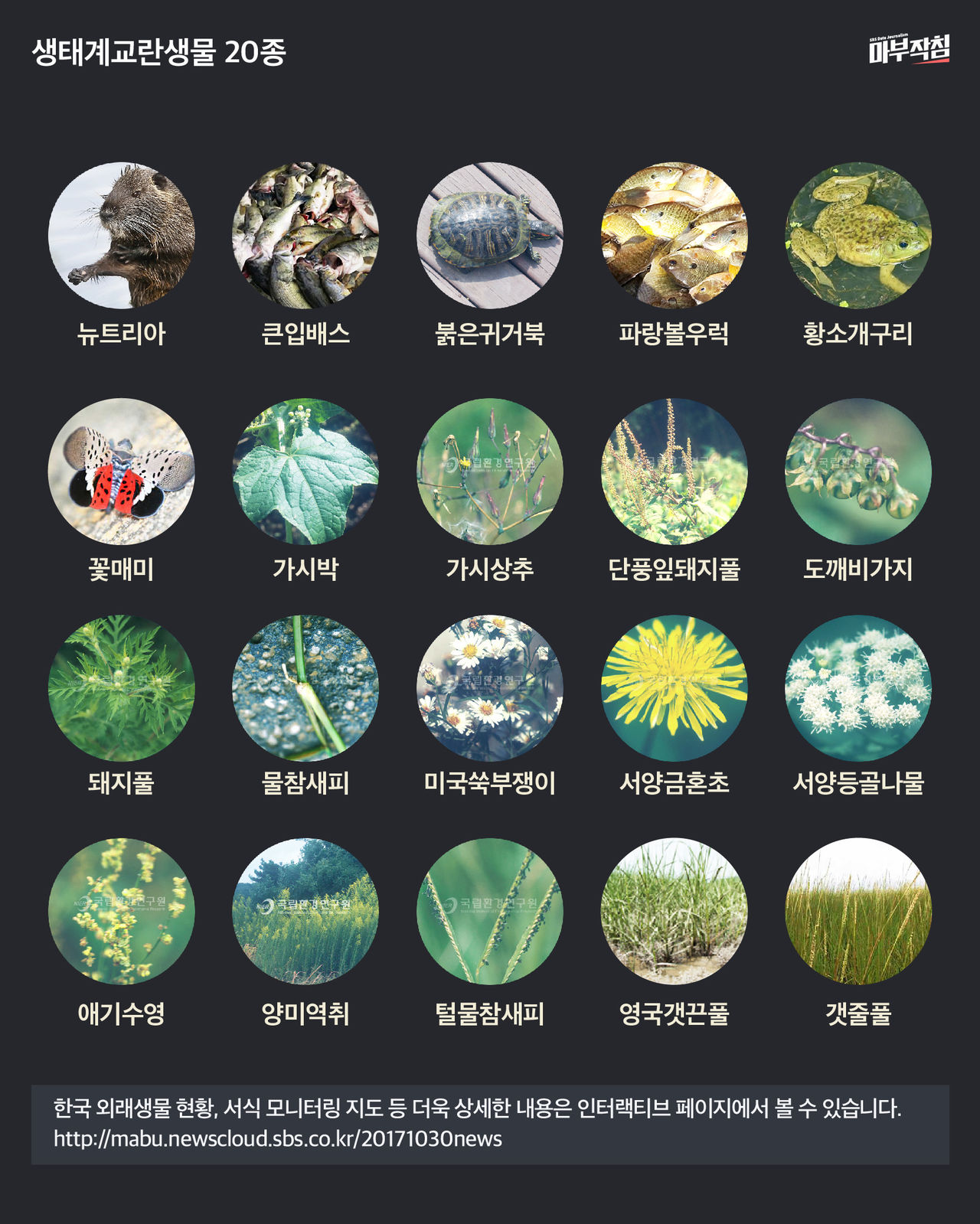 [마부작침] 생태계교란생물 20종