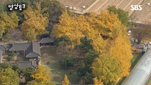 [영상토크] 하늘에서 바라본 내장산 그리고 500년 된 은행나무 단풍!