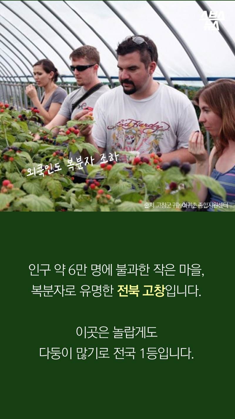 인구 약 6만 명에 불과한 작은 마을, 복분자로 유명한 전북 고창입니다.
이곳은 놀랍게도 다둥이 많기로 전국 1등입니다.