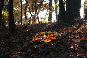 [라이프] 낙엽 속에서 길을 헤매다…여주 여강길 1코스 ①