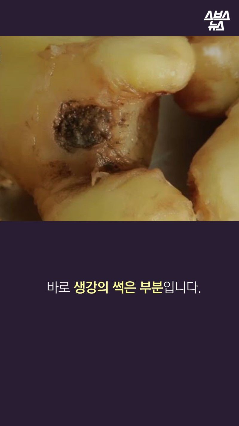 바로 생강의 썩은 부분입니다.