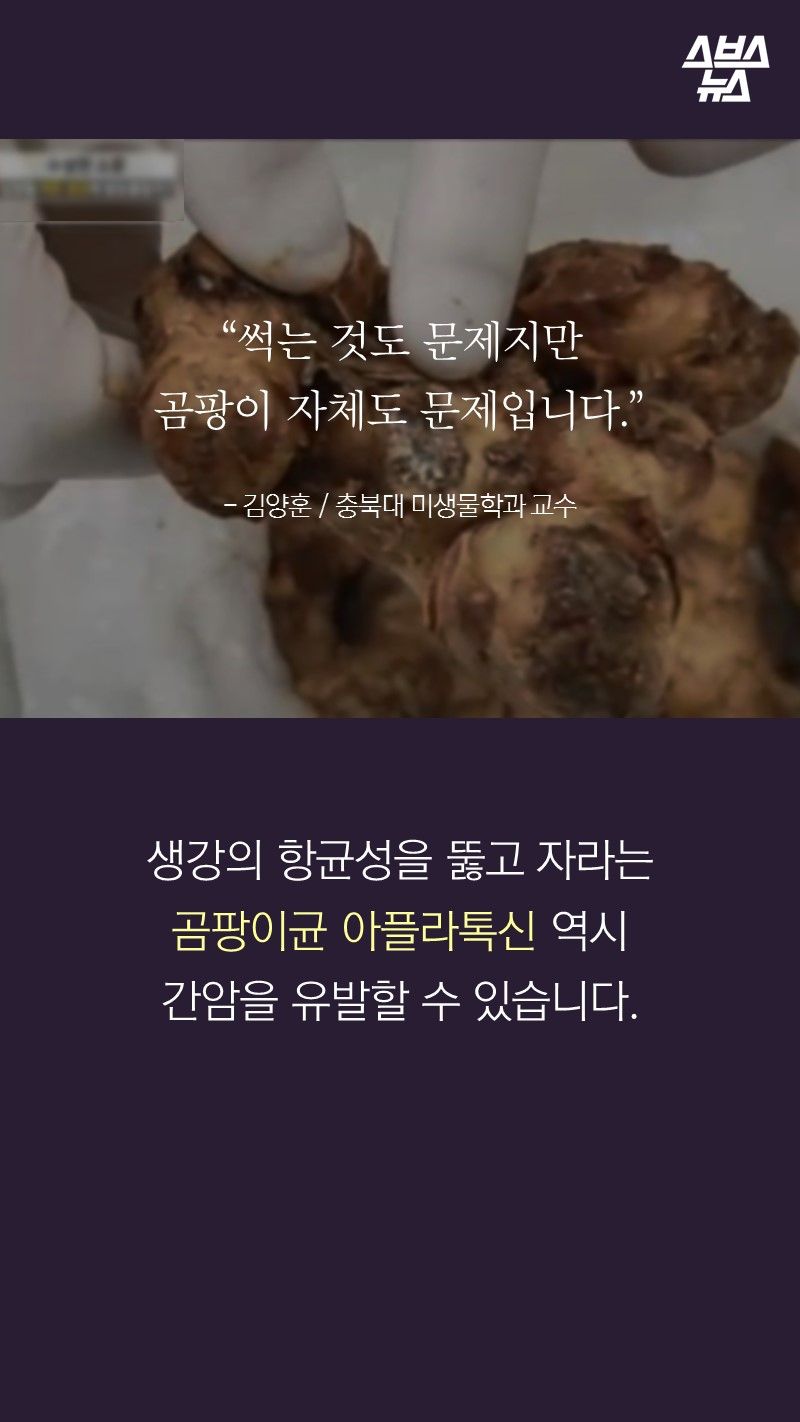 “썩는 것도 문제지만
곰팡이 자체도 문제입니다.”
- 김양훈 / 충북대 미생물학과 교수
생강의 항균성을 뚫고 자라는
곰팡이균 아플라톡신 역시
간암을 유발할 수 있습니다.