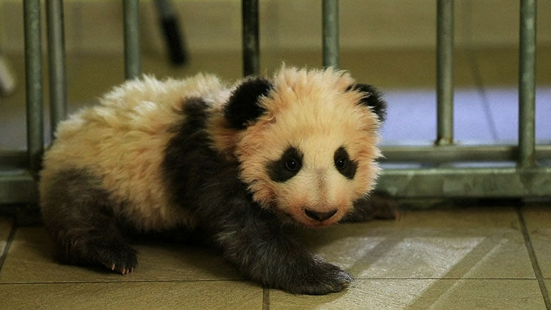 판다 대모 영부인