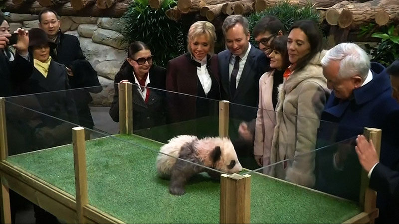 판다 대모 영부인