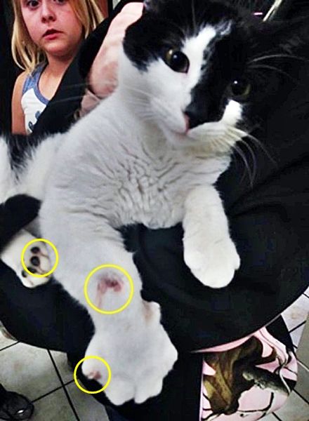 발톱 다 빠질 때까지 독사에 맞서 싸운 고양이