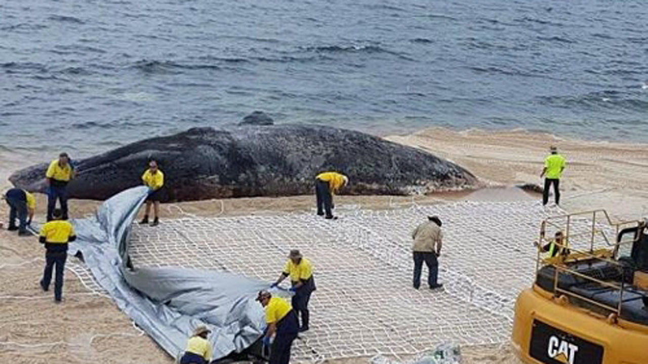 기사 대표 이미지:길이 18m 무게 60t 거대한 고래 사체 출현에 진땀
