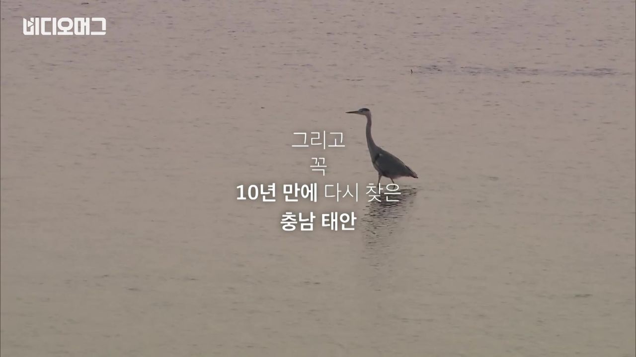 비디오머그