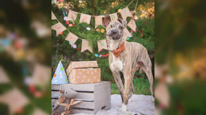 폭행당해 얼굴 뒤틀린 개 '참혹'…죽음에서 구한 감동 사연