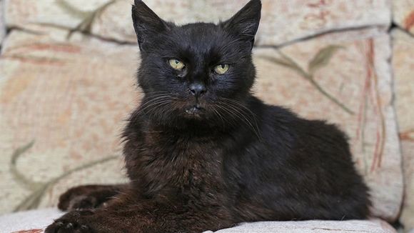 새끼 때 잃어버린 고양이…'내장 칩' 덕에 15년 만에 재회