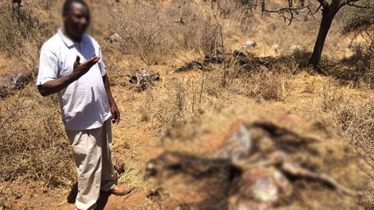[취재파일] 대륙의 보양식 사랑…위기의 아프리카 당나귀!