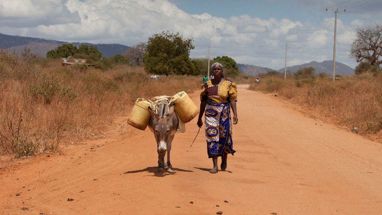 [취재파일] 대륙의 보양식 사랑…위기의 아프리카 당나귀!