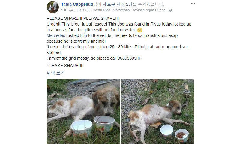 반려견 헌혈 / 페이스북