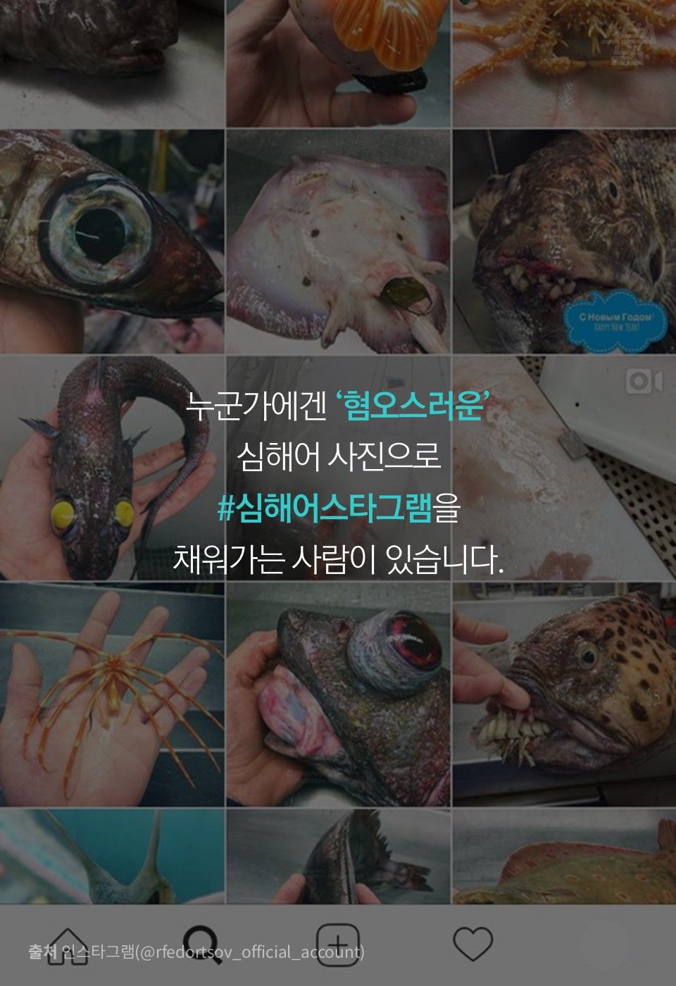 누군가에겐 ‘혐오스러운’
심해어 사진으로
#심해어스타그램을
채워가는 사람이 있습니다.