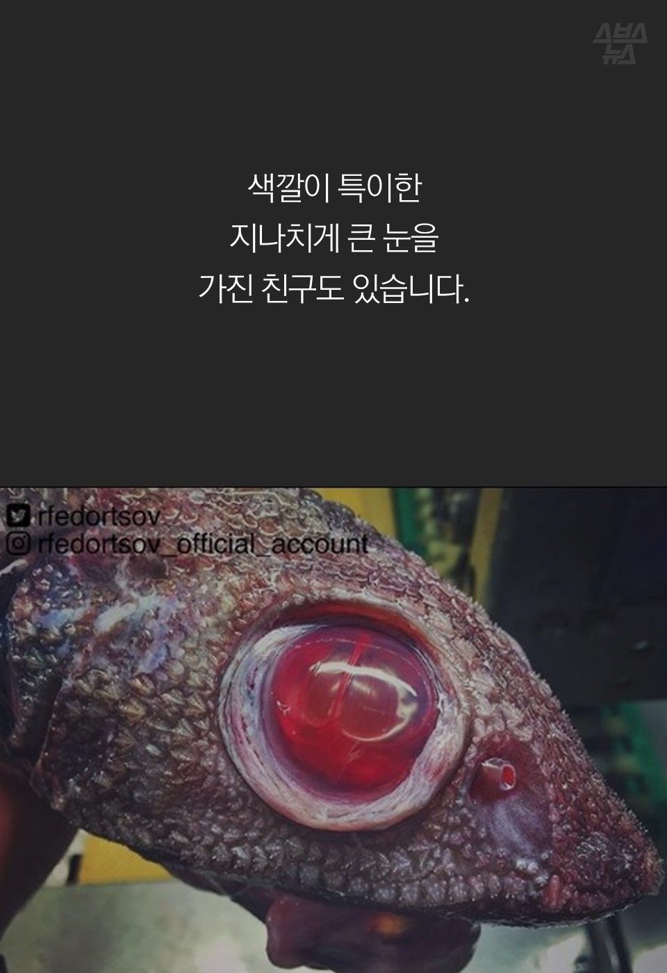 색깔이 특이한
지나치게 큰 눈을
가진 친구도 있습니다.