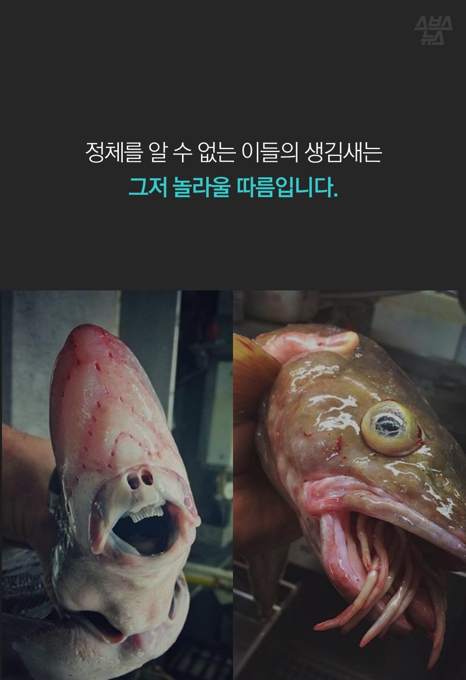 정체를 알 수 없는 이들의 생김새는
그저 놀라울 따름입니다.