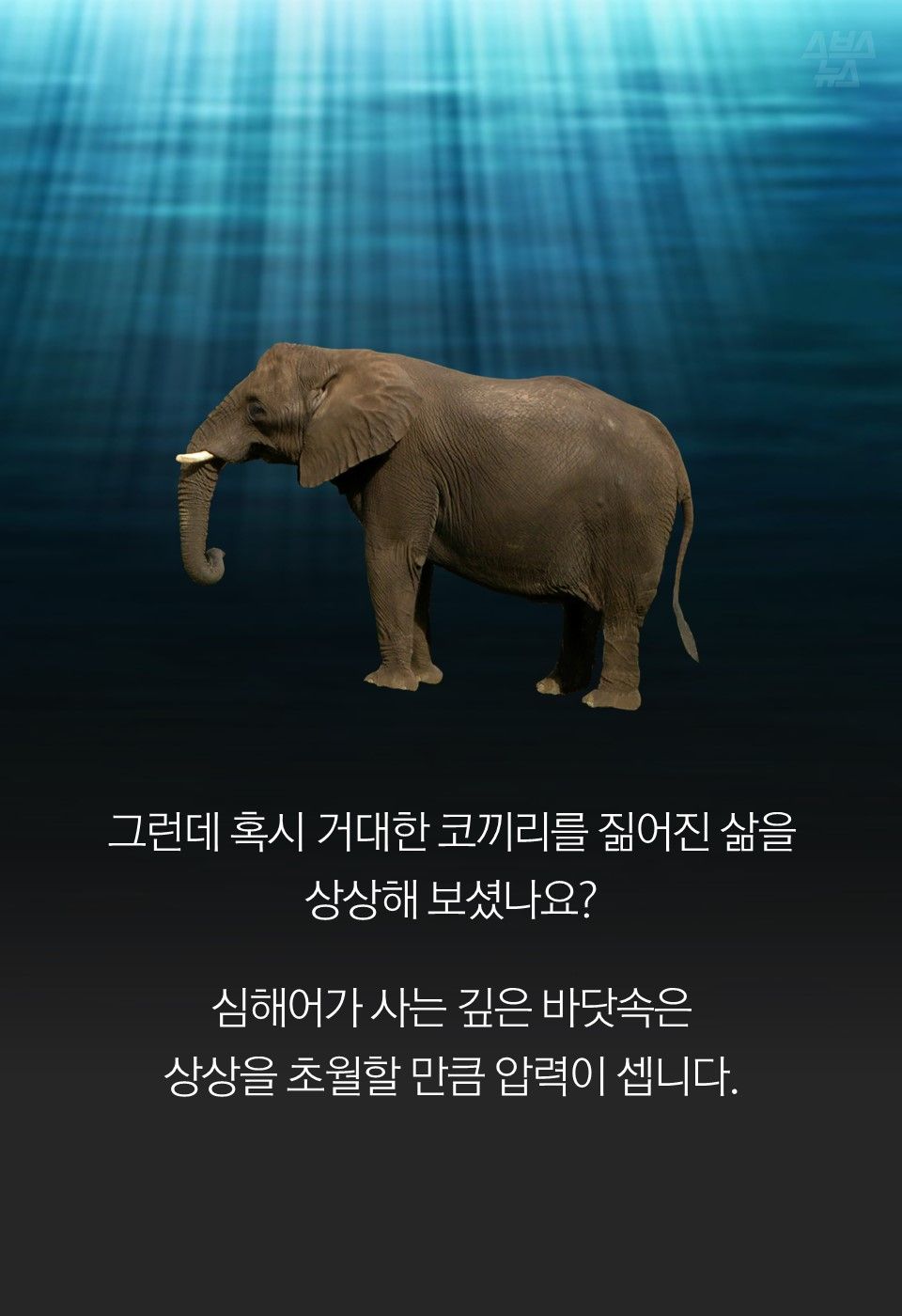 그런데 혹시 거대한 코끼리를 짊어진 삶을
상상해 보셨나요?
심해어가 사는 깊은 바닷속은
상상을 초월할 만큼 압력이 셉니다.