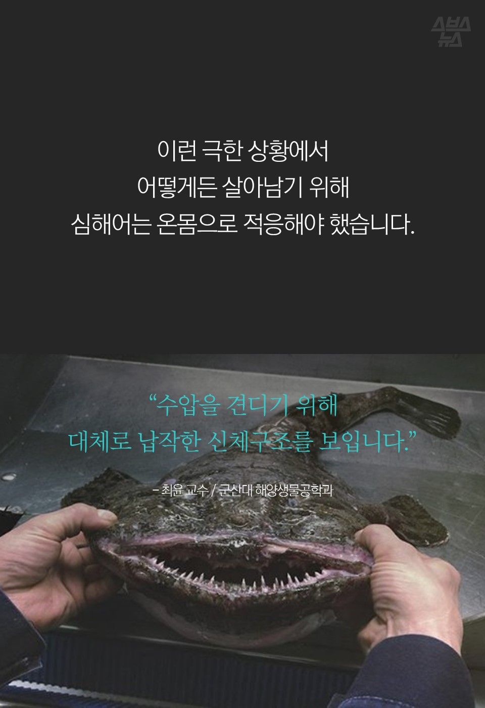 이런 극한 상황에서
어떻게든 살아남기 위해
심해어는 온몸으로 적응해야 했습니다.
“수압을 견디기 위해
대체로 납작한 신체구조를 보입니다.”
- 최윤 교수 / 군산대 해양생물공학과