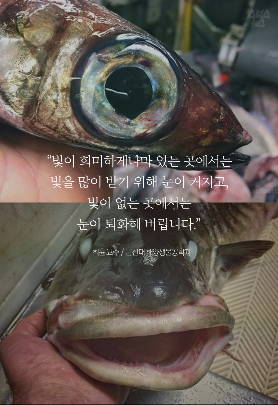 “빛이 희미하게나마 있는 곳에서는
빛을 많이 받기 위해 눈이 커지고,
빛이 없는 곳에서는
눈이 퇴화해 버립니다.”
- 최윤 교수 / 군산대 해양생물공학과