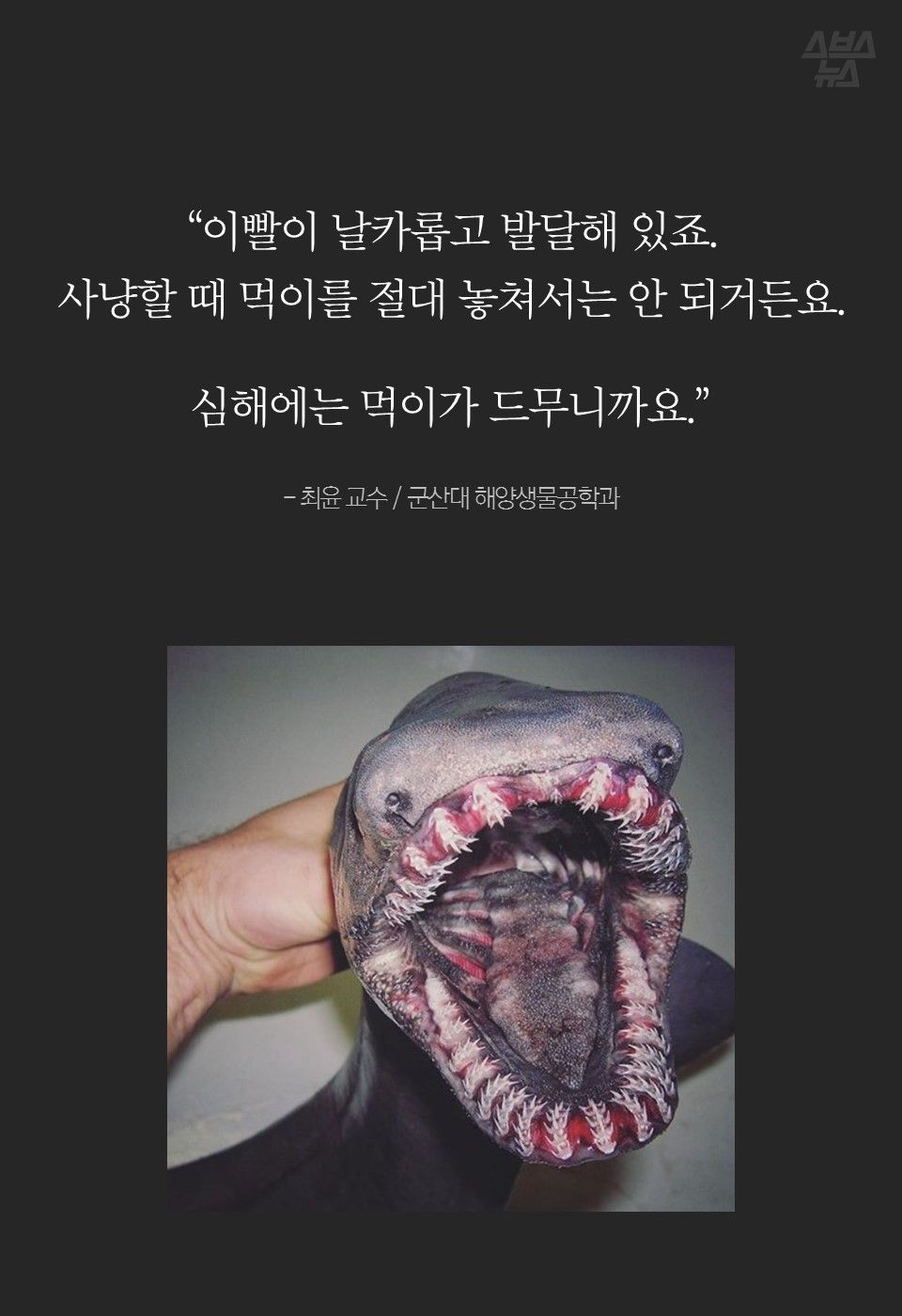“이빨이 날카롭고 발달해 있죠.
사냥할 때 먹이를 절대 놓쳐서는 안 되거든요.
심해에는 먹이가 드무니까요.”
- 최윤 교수 / 군산대 해양생물공학과